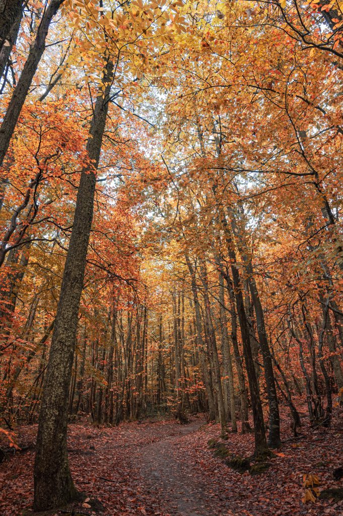Animations d'Automne en forêt