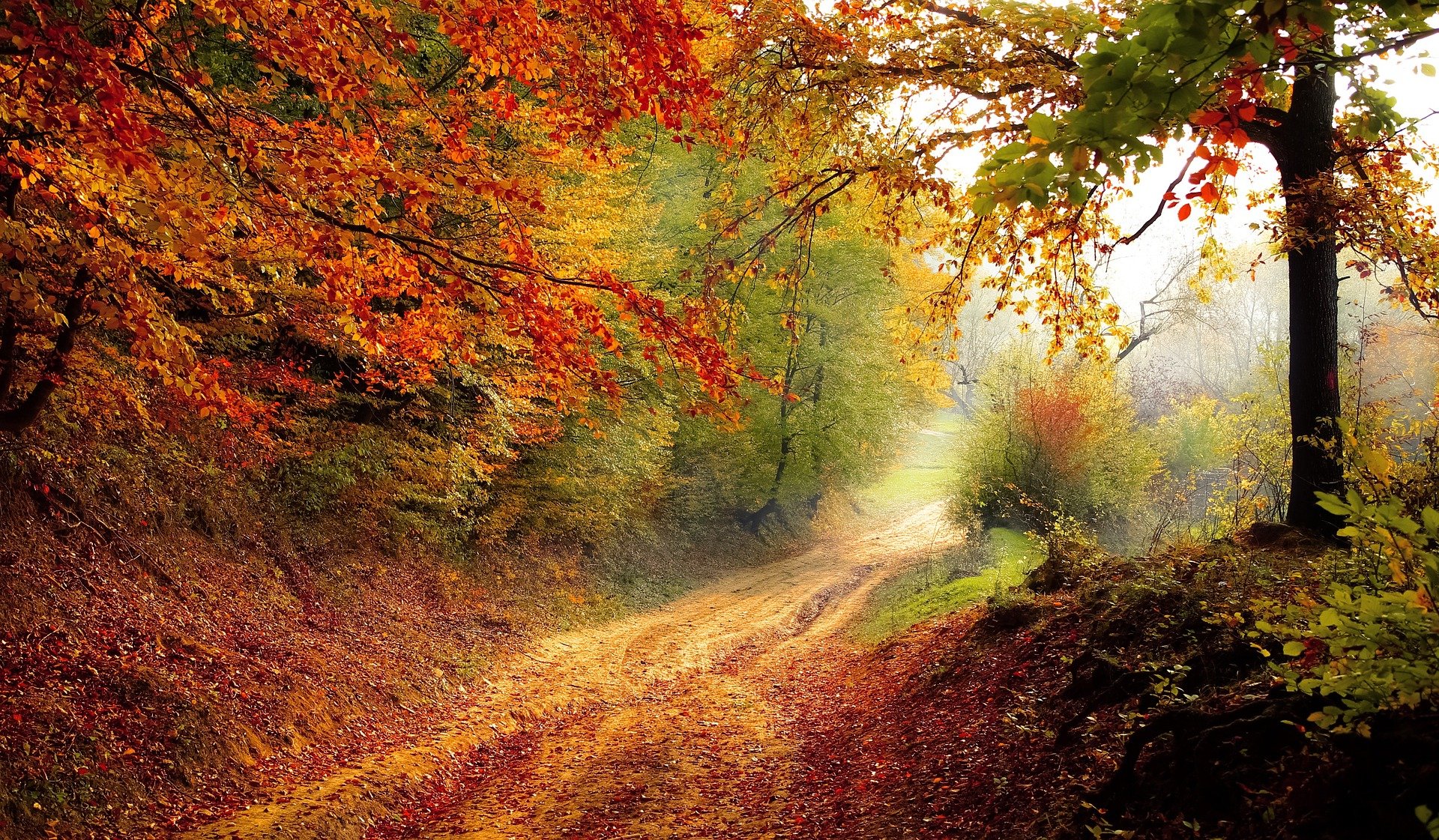 Forêt d'Automne