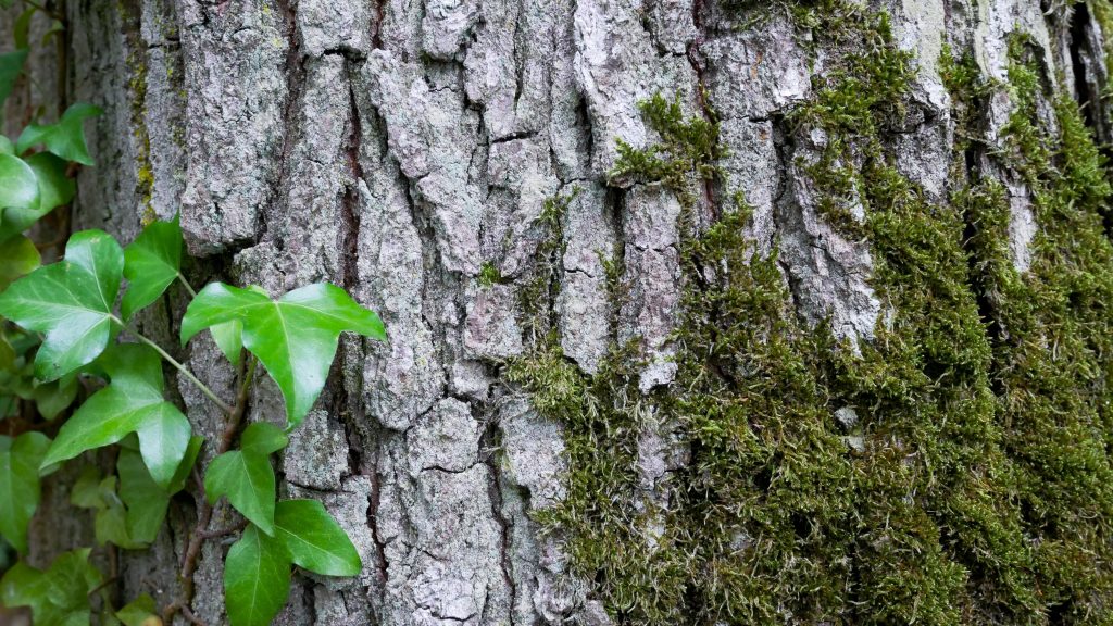 Animations d'Automne en forêt